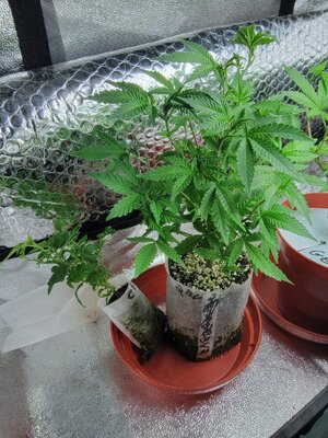 20260321_013510.jpg 20260321_013510.jpg