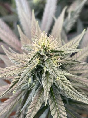 IMG_3990.jpeg IMG_3990.jpeg