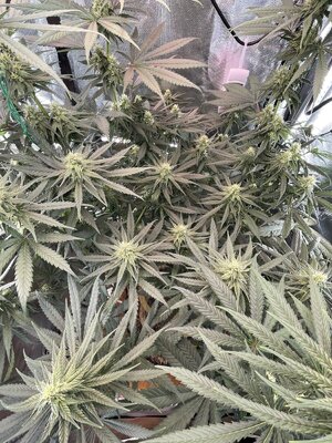 IMG_3989.jpeg IMG_3989.jpeg