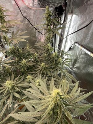 IMG_3988.jpeg IMG_3988.jpeg