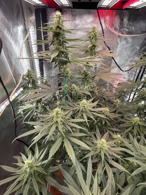 IMG_3987.jpeg IMG_3987.jpeg