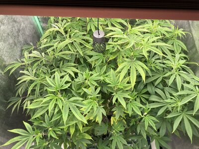IMG_9400.jpeg