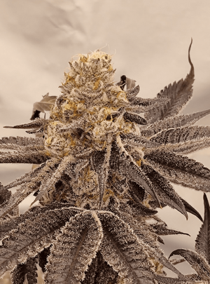 1774813641399.png 1774813641399.png