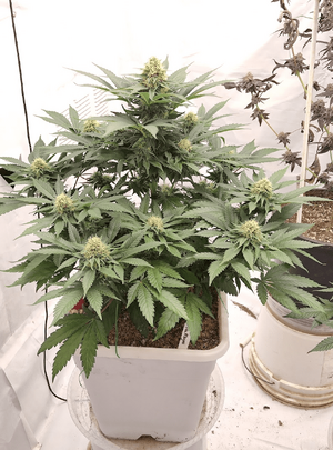 1774814033441.png 1774814033441.png