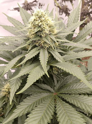 1774814061392.png 1774814061392.png