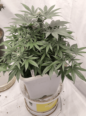 1774814577001.png 1774814577001.png