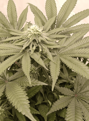 1774814643305.png 1774814643305.png