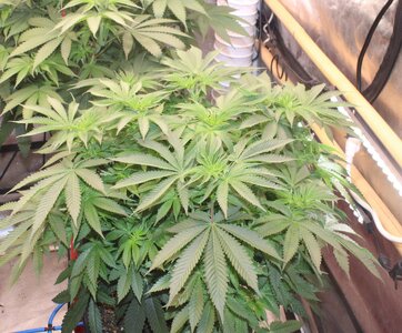 April 1 Blue Dream.JPG April 1 Blue Dream.JPG