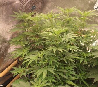 April 1 Bubba Mac n Cheese 2.JPG