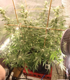 April 1 Strawberry Purps Clones .JPG April 1 Strawberry Purps Clones .JPG