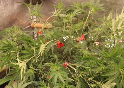 April 2 red clips.JPG