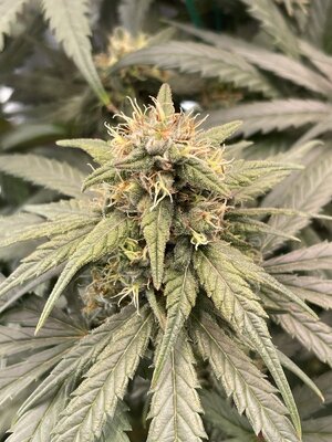 IMG_4180.jpeg