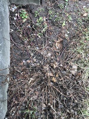 IMG_9537.jpeg