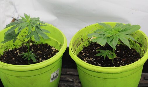 April 9 clones BBMC BD.JPG April 9 clones BBMC BD.JPG