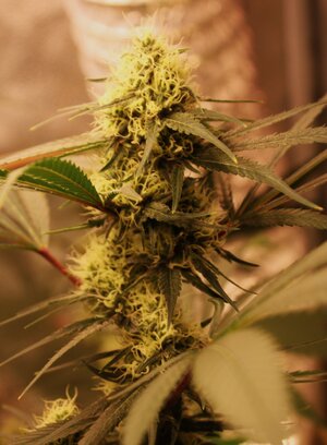 April 9 straw purp 2.JPG April 9 straw purp 2.JPG