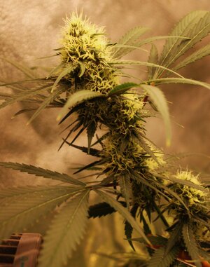 April 9 Straw purp bud 4w.JPG April 9 Straw purp bud 4w.JPG