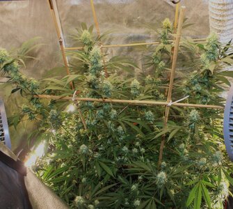 April 9 Strawberry Purps Clone.JPG April 9 Strawberry Purps Clone.JPG