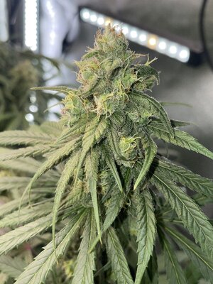 IMG_4448.jpeg