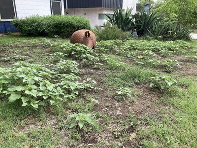 IMG_3942[1].jpeg