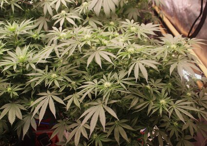 April 16 Blue Dream.JPG