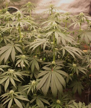 April 16 Bubba Mac n Cheese.JPG