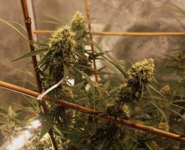 April 16 Straw purp buds.JPG