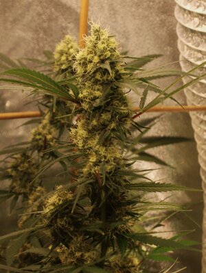 April 16 Straw purps 6 weeks.JPG