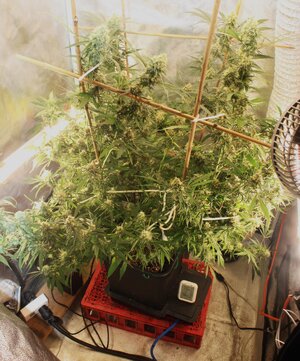 April 16 Strawberry Purps Clones.JPG