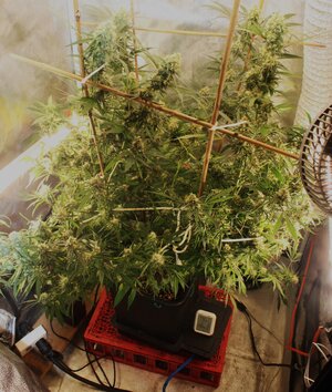 April 16 Strawpurps.JPG