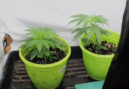 April 16 clones.JPG