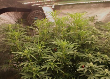 April 18 Bubba Mac n Cheese.JPG