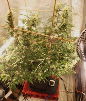 April 19 unruly monster clones.JPG