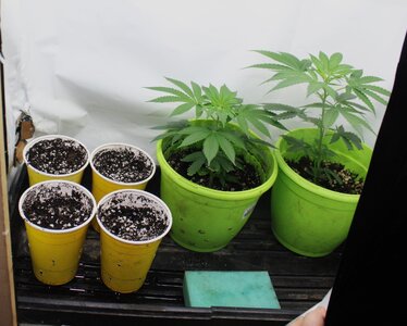 April 19 clones.JPG