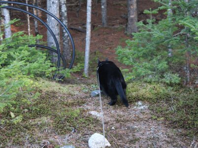 April 18 Coal headed home.JPG