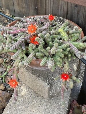 IMG_4573.jpeg