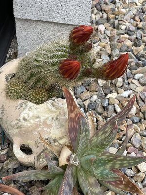 IMG_4574.jpeg