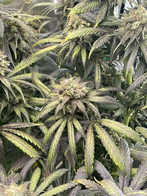 IMG_4630.jpeg