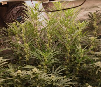 April 26 BMnCpreying.JPG