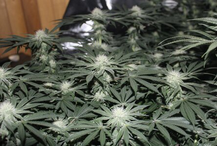 April 26 field of dreams.JPG