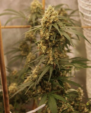 April 26 Strawberry Purps 1.JPG