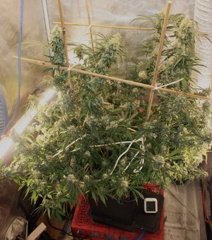 April 26 Strawberry Purps.JPG