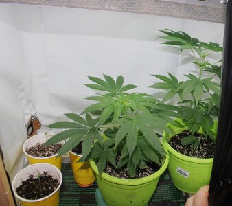 April 26 clones seedlings.JPG