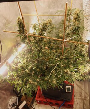 May 3 Strawberry Purps 8 weeks.JPG