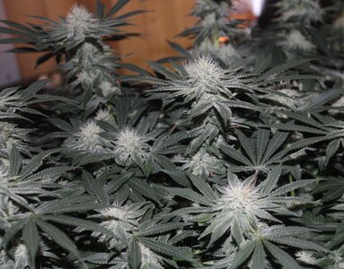 May 3 Blue Dream.JPG