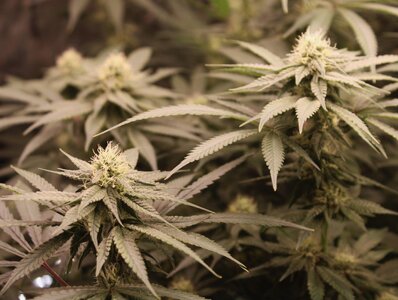 May 3 Bubba Mac n Cheese week 5 B.JPG