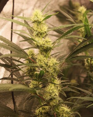 May 3 Bubba Mac n Cheese week 5.JPG