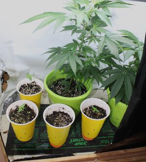 May 3 seedlings and clones.JPG