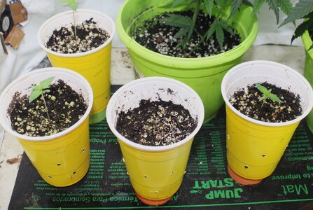 May 3 seedlings.JPG
