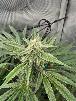 IMG_9644.jpeg