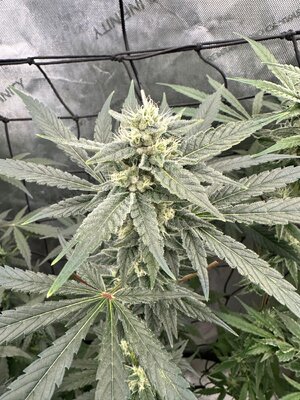 IMG_9645.jpeg